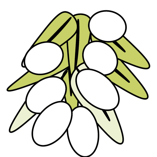 Estratto di foglie e nocciolino d’oliva Olea HT ® - ricco di Vitamina C