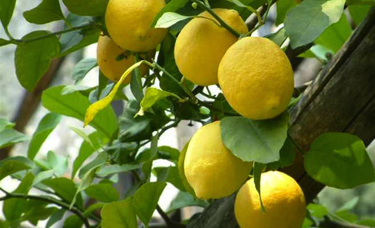 Olio essenziale di limone feminello: per una pelle più giovane e fresca