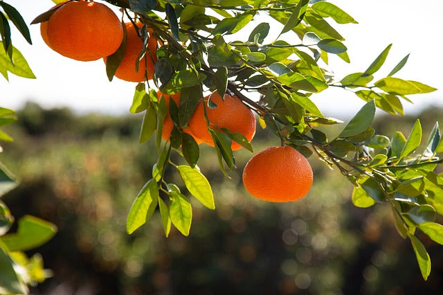 Olio essenziale di mandarino tardivo di ciaculli